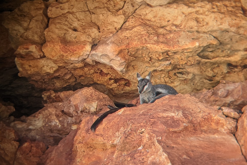 A wallaby peaks over a rock in a rock shelter. 