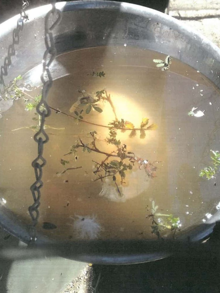 Feeder bowl with murky water, twigs and leaves at unidentified Tasmanian wildlife park.