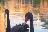 A pair of black swans and their two cygnets paddle to the banks of the River Torrens in Adelaide.