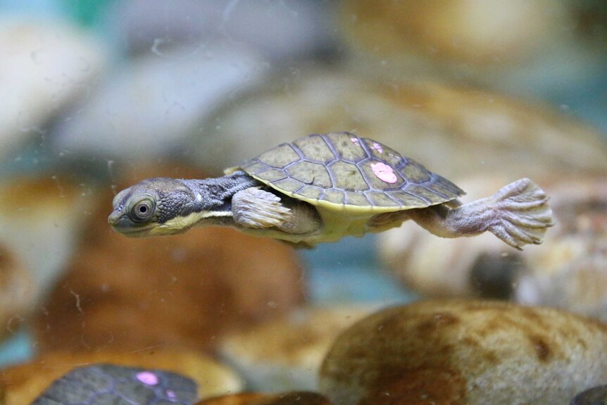 Close up on a tiny turtle swimming in an underwater habitat.