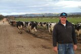 Graham Manning with his prized dairy cows in Harvey