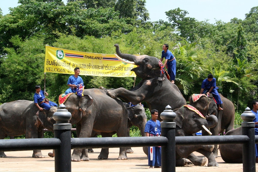 Men in Thailand ride elephants.