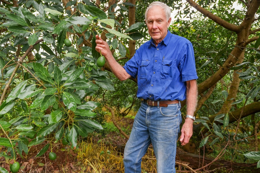 A man pictured holding an avocado on his farm at Comboyne, on the Mid North Coast.