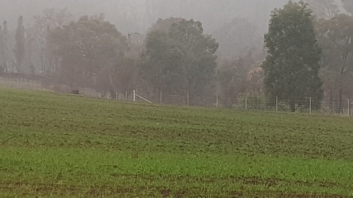 Mist surrounds this stunted NSW crop, but without rain it may well be used to fatten livestock.