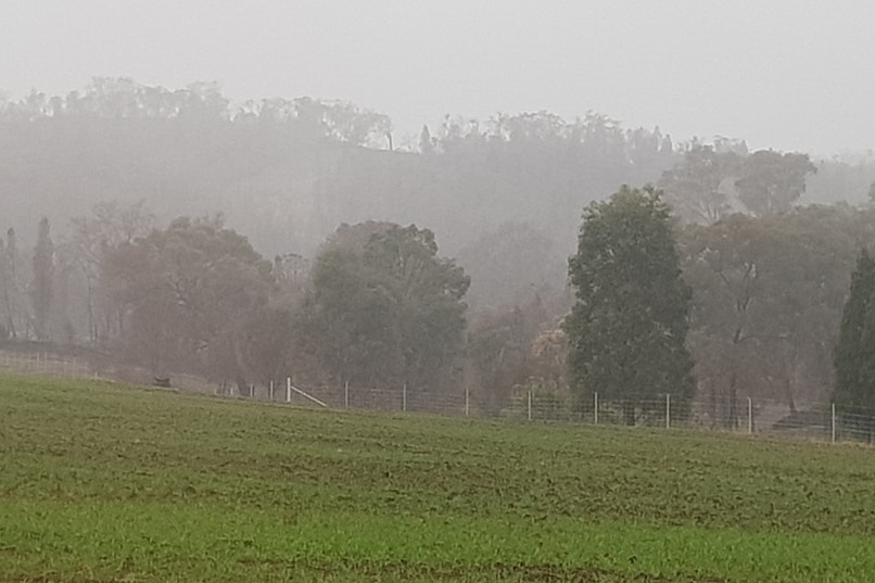 Mist surrounds this stunted NSW crop, but without rain it may well be used to fatten livestock.