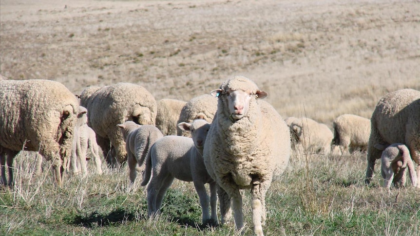 A lamb hides behind its mother looking at the camera, while other ewe's and lambs graze in the paddock behind it.