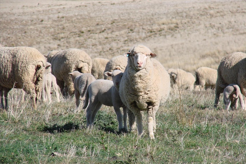 Meat and Livestock Australia's Sheep Industry projections reveal a positive outlook for the domestic lamb market.