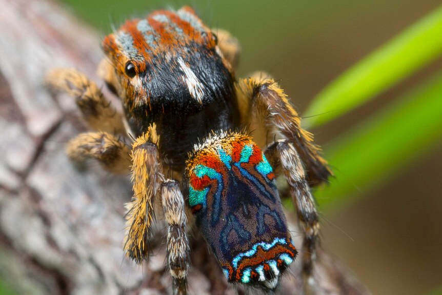 A closeup of the colours on the back of Maratus unicup.