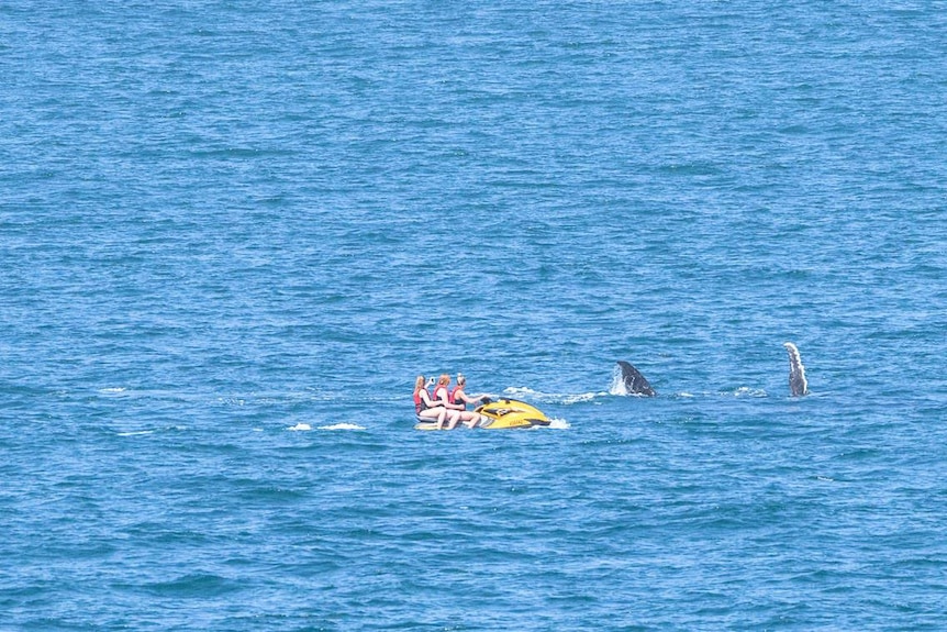 Three women on a jet ski with whales nearby