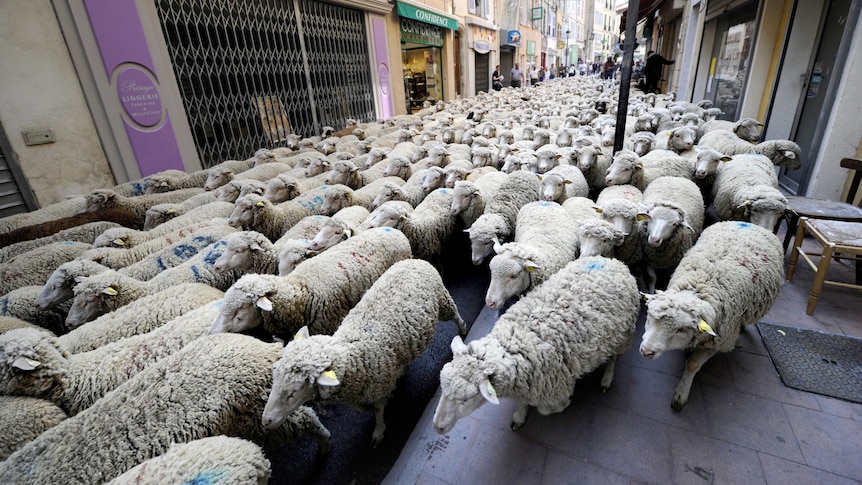 Sheep run through the streets of Brignoles in France.