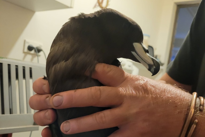 A dark-coloured bird with a large beak being held by a person.