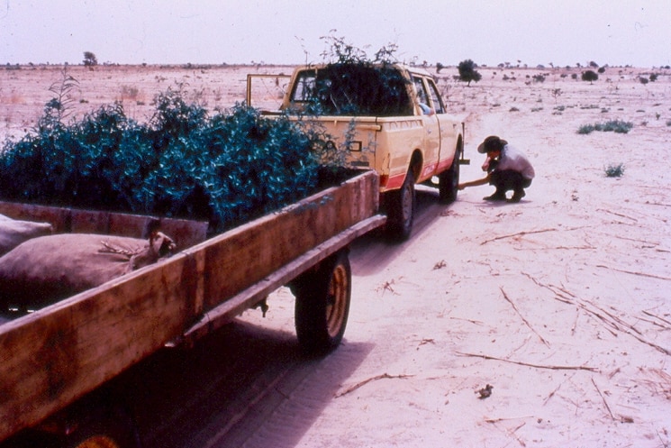 From 1981 to 1999, Tony Rinaudo and his family lived in Niger Republic.