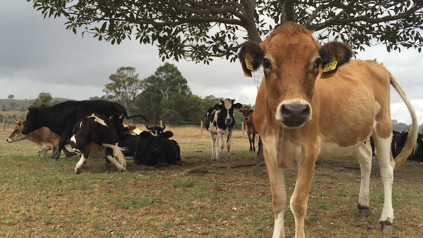 Cows stand in field under tree.