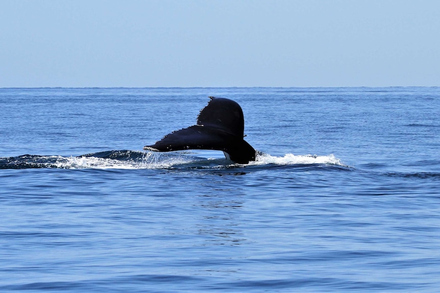 A large dark whale tail disappearing into a calm blue sea on a clear day