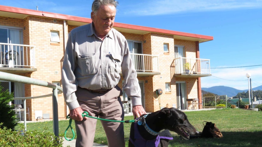 Man walks a greyhound