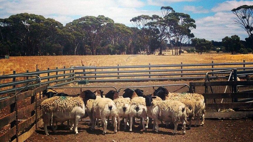 Dorper sheep in pens on Narrogin farm in WA