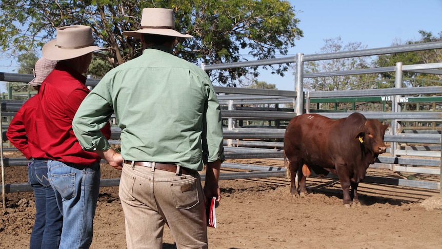 Ken and Kerry McKenzie from Yaralla stud near Blackwater inspect their top priced bull with agent Trent McKinlay.
