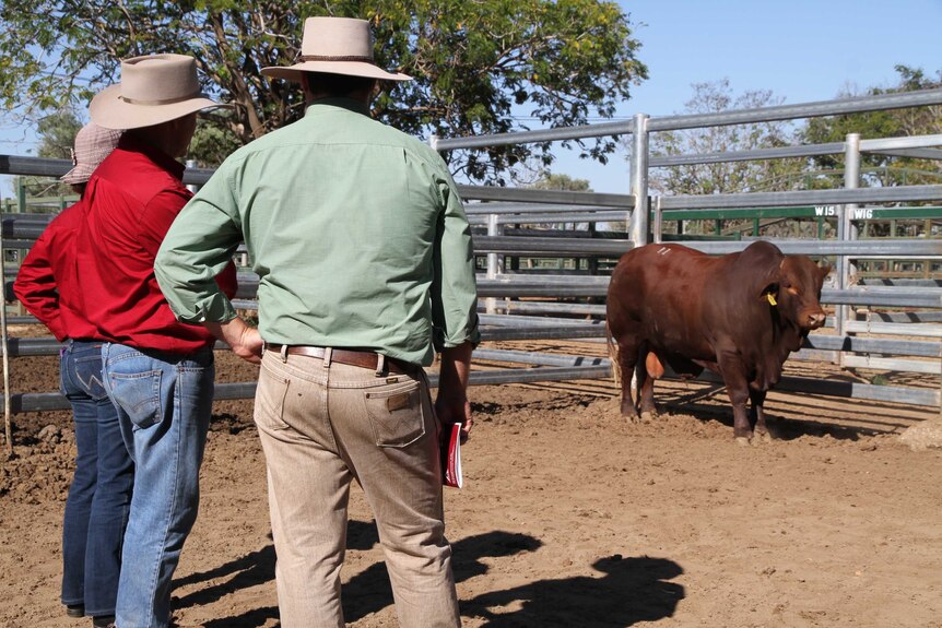 Ken and Kerry McKenzie from Yaralla stud near Blackwater inspect their top priced bull with agent Trent McKinlay.