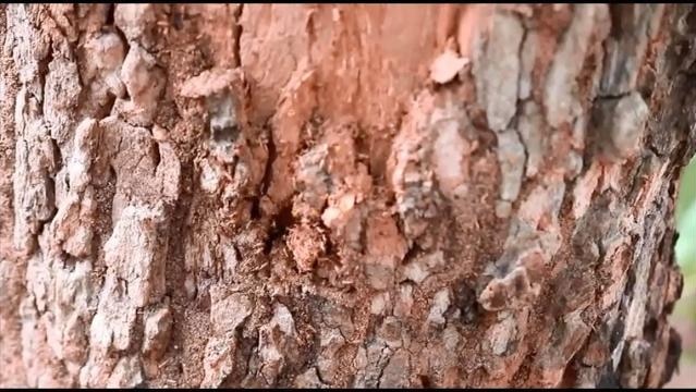 Termites in tree bark