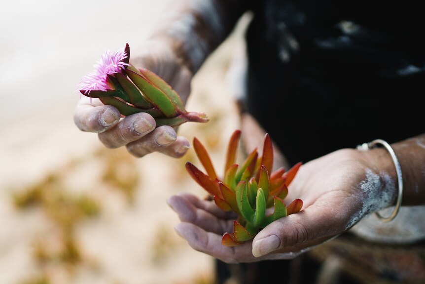 Close up of a woman's hands painted with ochre holding a pigface plant with a bright pink flower
