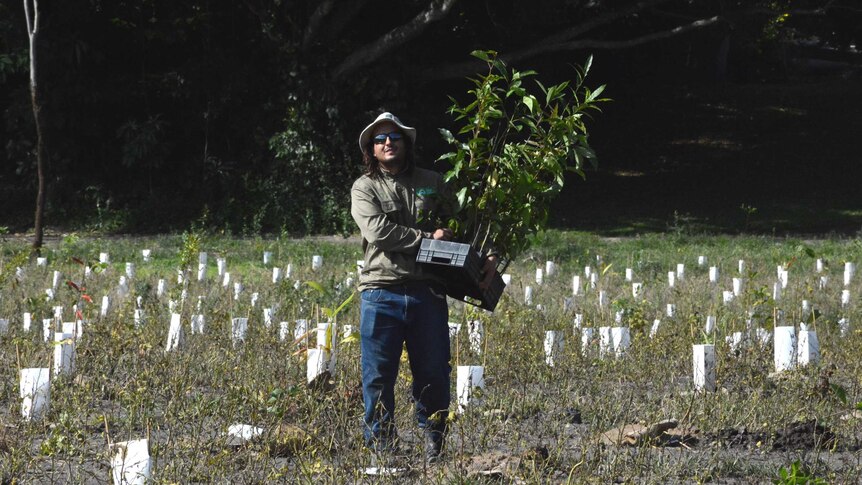 Carlos Bueno from Whitsunday Catchment Landcare planting trees at Racecourse Mill wetland.
