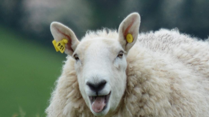 A woolly sheep smiling.