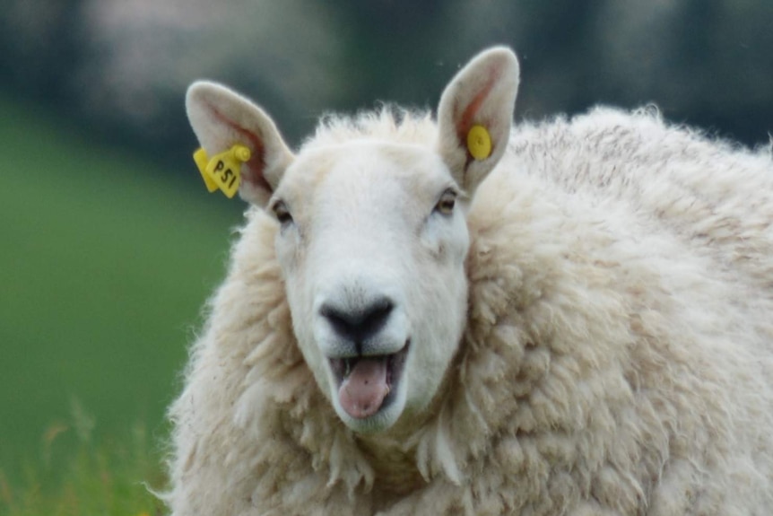 a sheep smiling