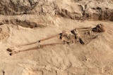 Batavia skeleton unearthed