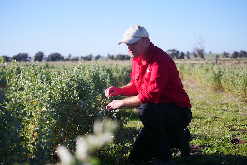 A man wearing a cap and a red shirt kneels next to a saltbush in a field under a blue sky. 