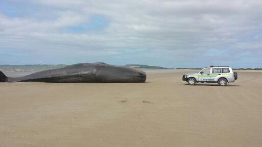 Sperm Whale Found Dead On North-west Beach - ABC News