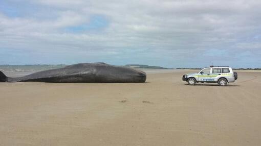 A sperm whale stranded on Anthony's beach near Stanley.