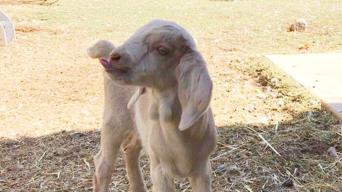 Close up shot of kid, or baby goat, 'Latte' at the Alice Springs Animal Shelter