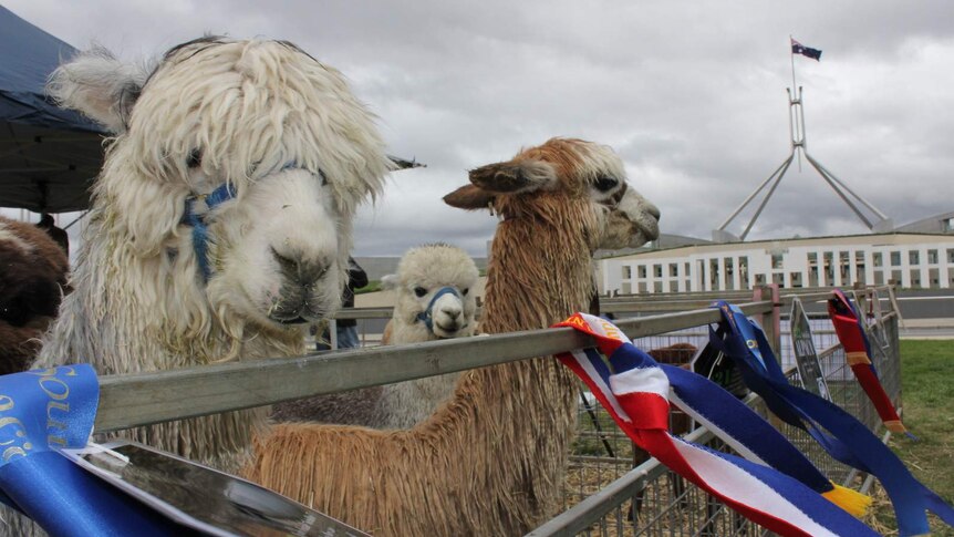 Alpacas at Parliament House for the 25th anniversary of the alpaca industry in Australia.