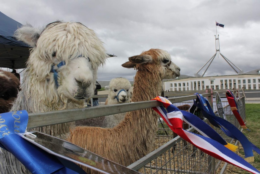 Alpacas at Parliament House for the 25th anniversary of the alpaca industry in Australia.