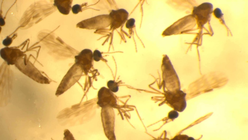 Biting midges like these are believed to transmit three day sickness between cattle.