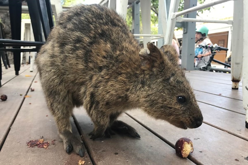 Quokka eating a Morton's Bay fig on Rottnest.