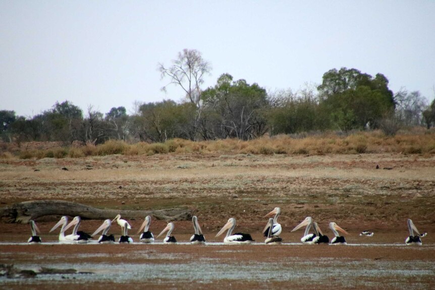 A large group of pelicans have gathered on a dam covered in red plant matter with dry countryside and trees in the background.