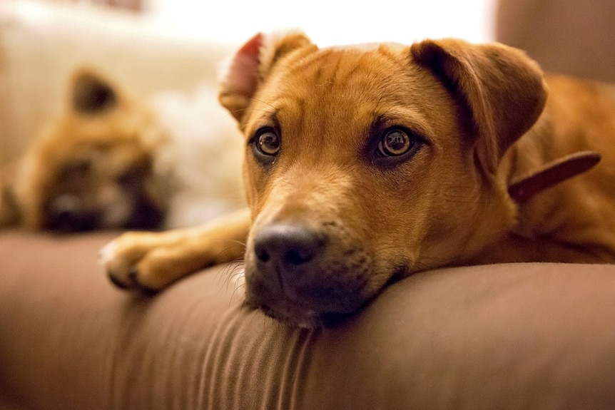 Dog on couch