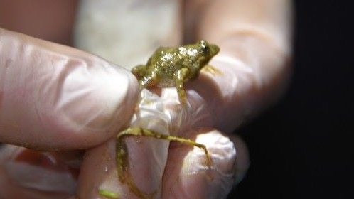 A tiny endangered Sloane's froglet being held by conservationist.