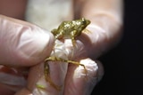 A tiny endangered Sloane's froglet being held by conservationist