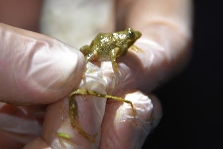 A tiny endangered Sloane's froglet being held by conservationist.