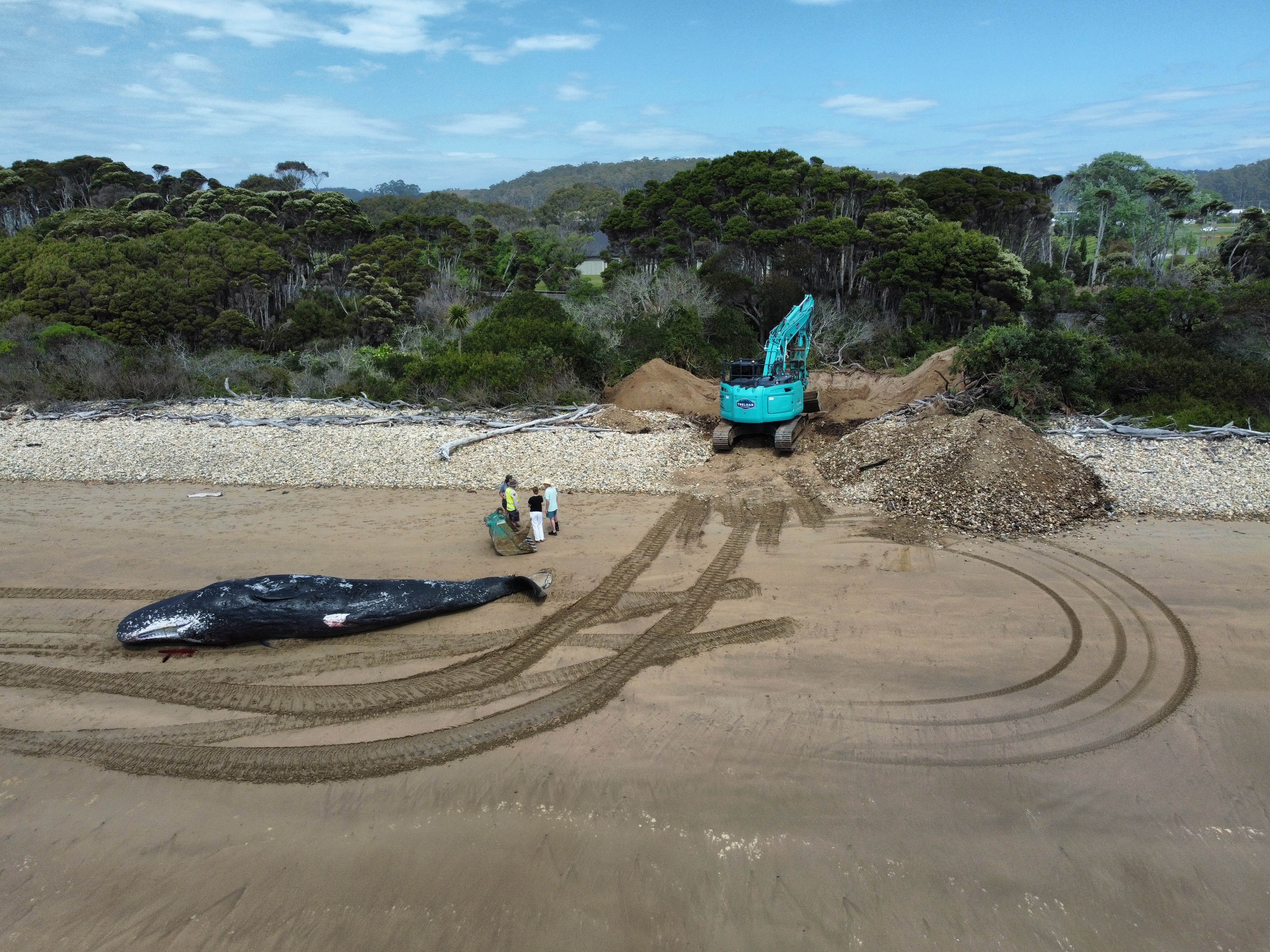 Large sperm whale buried near where it stranded