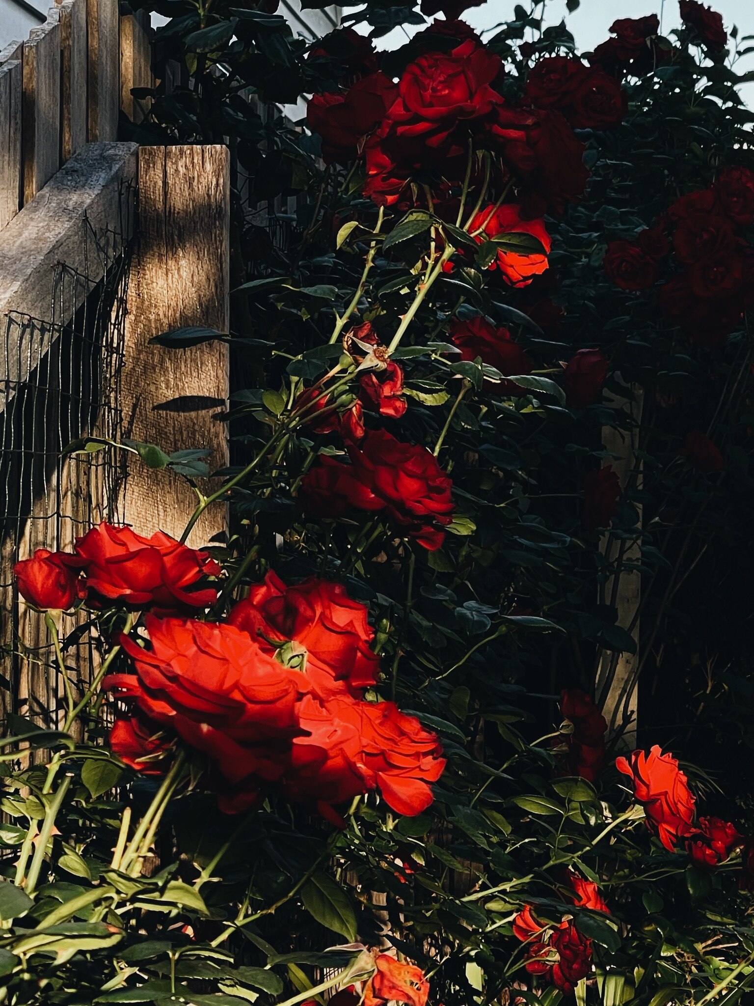Rich red roses basking in afternoon golden light in a garden, with a timber fence in the background.