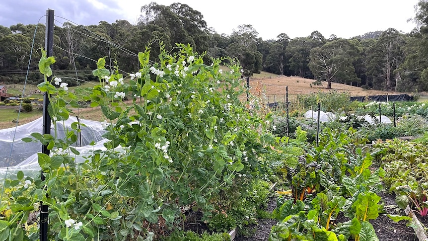 Healthy leafy vegetables growing in a garden at Port Huon south of Hobart
