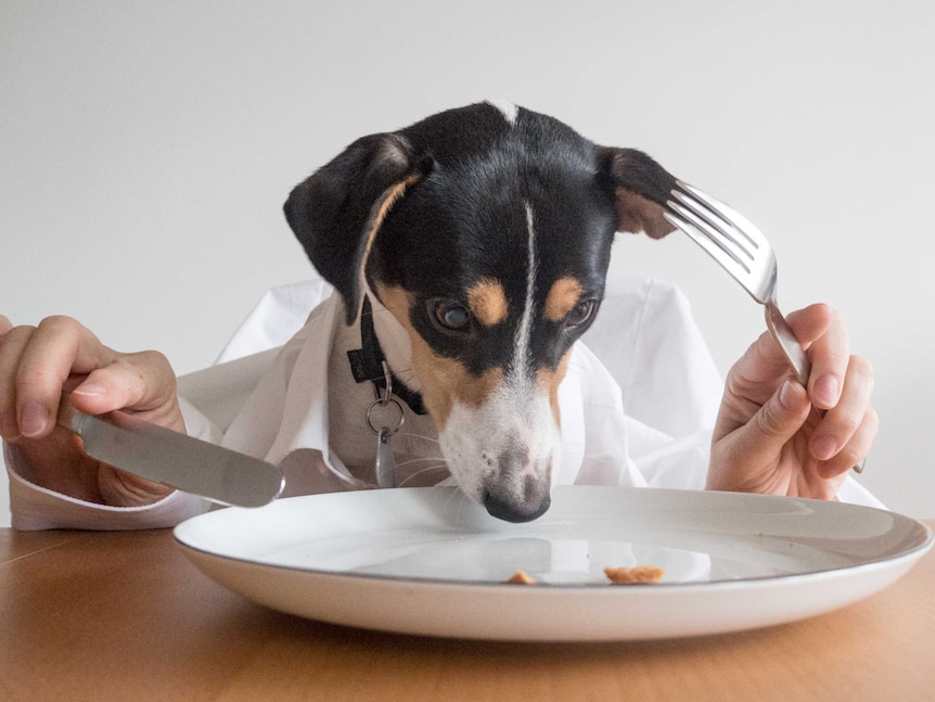 A dog at a dinner table