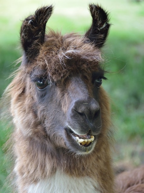 A llama, not to be confused with an alpaca.
