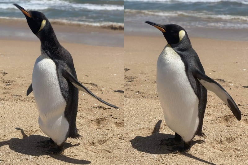 A composite image of a large penguin on a beach.