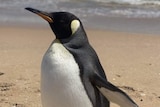A composite image of a large penguin on a beach