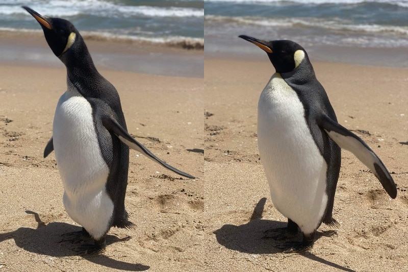 A composite image of a large penguin on a beach