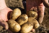 Unwashed potatoes in a mans hands